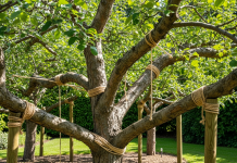 Estetyka i funkcjonalność: Porównanie wiązania i podpierania gałęzi w ogrodzie bagum_wiązanie gałęzi czy podpieranie co wybrać.-24_3.png